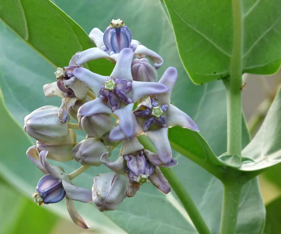 Aak Ka (Calotropis gigantea) — latex