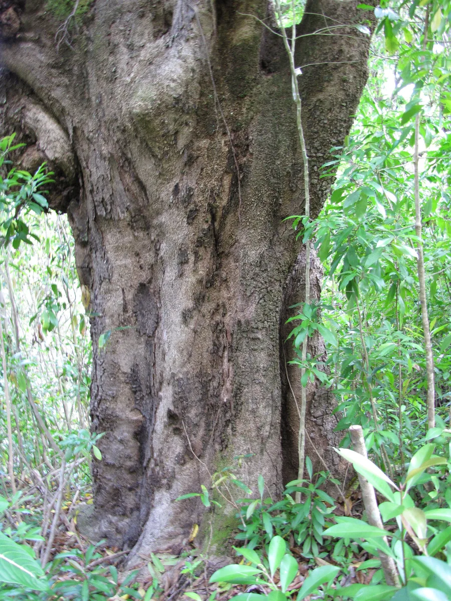 Aam (Mangifera indica) — stem bark