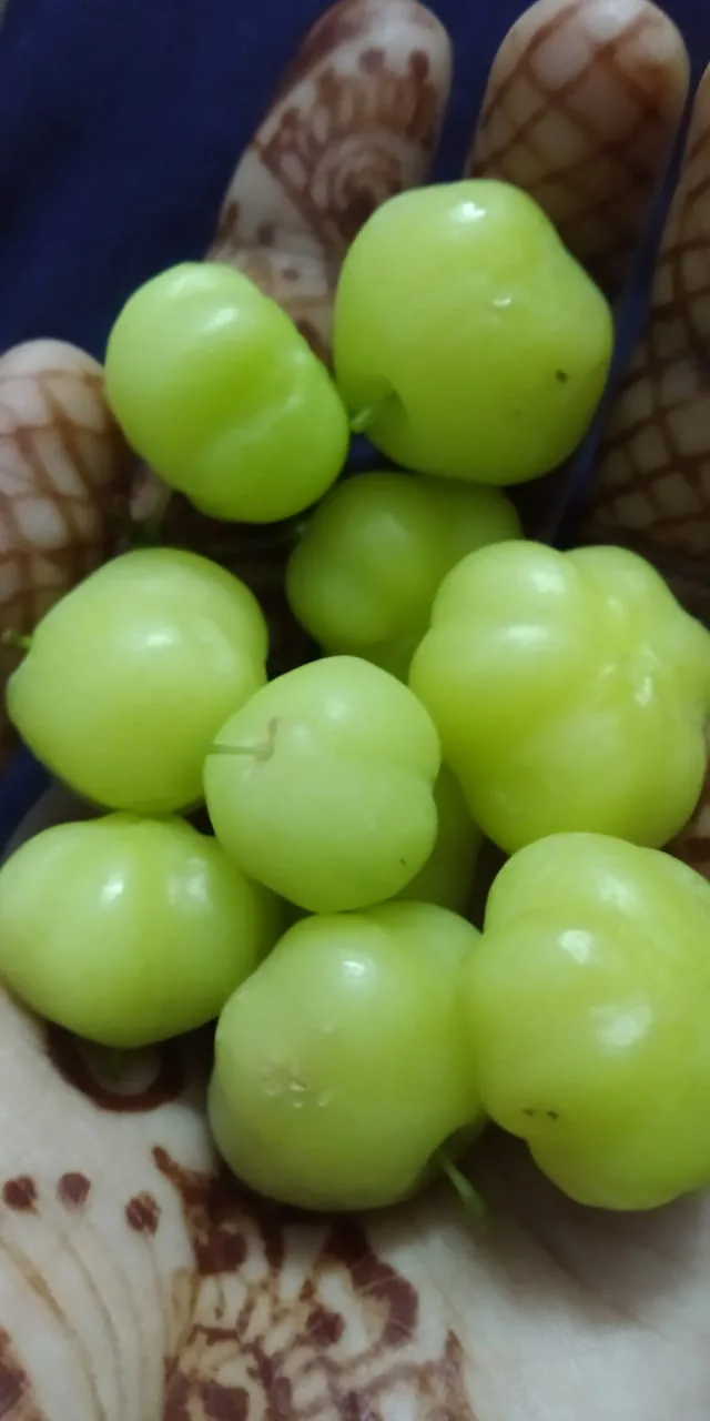 Amalaki (Phyllanthus emblica) — fruit