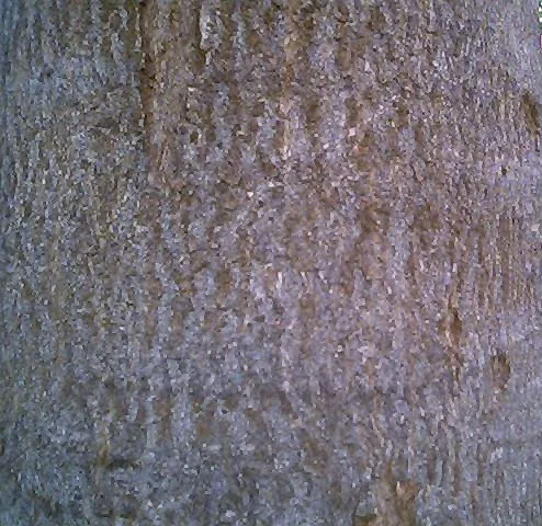 Arlu (Ailanthus excelsa) — bark