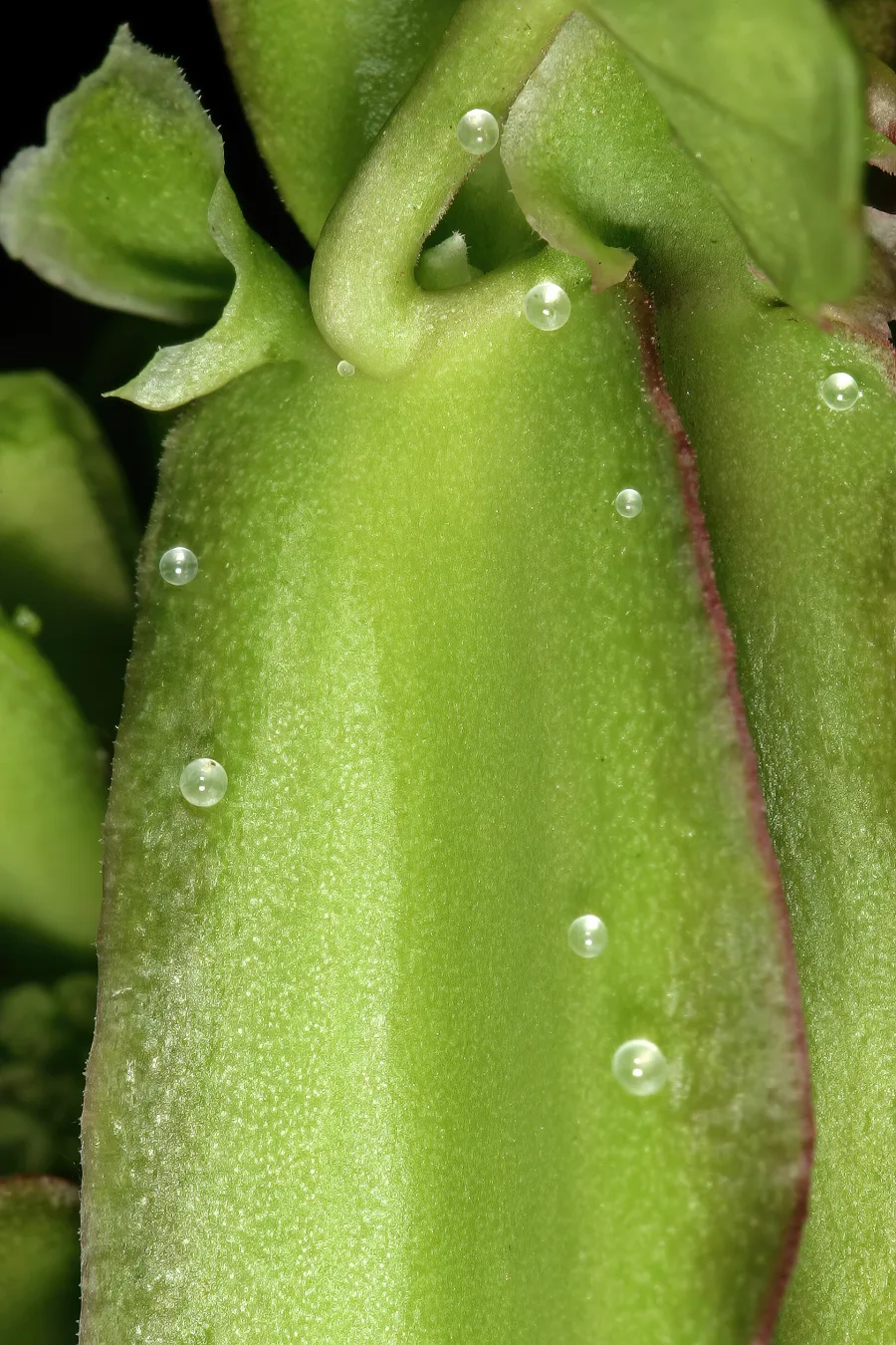 Asthisamharaka (Cissus quadrangularis) — stem