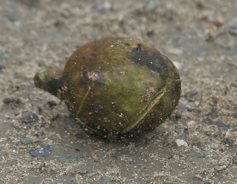 Bibhitaki (Terminalia bellirica) — fruit