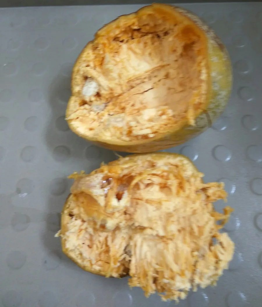 Bilva (Aegle marmelos) — fruit