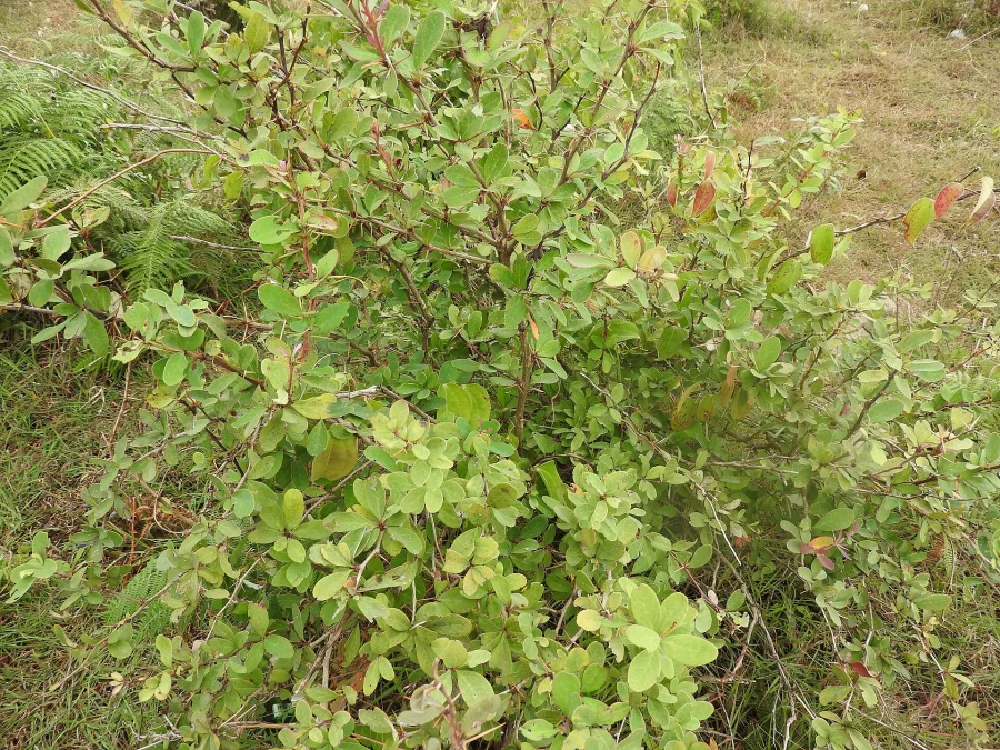 Daruharidra (Berberis aristata) — stem