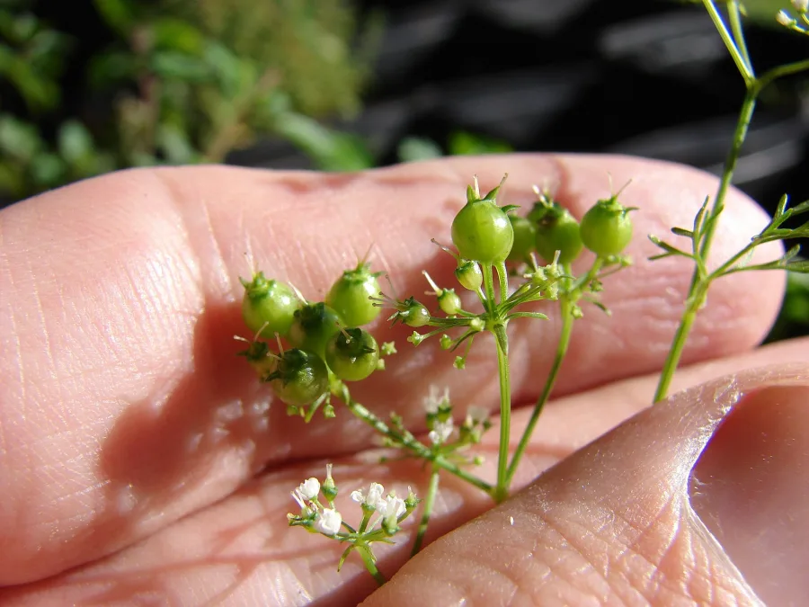 Dhania (Coriandrum sativum) — fruit
