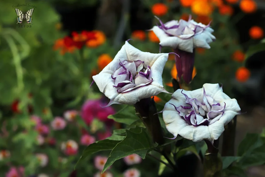 Dhattura (Datura metel) — seed