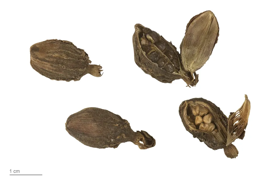 Elaichi Badi (Amomum subulatum) — fruit