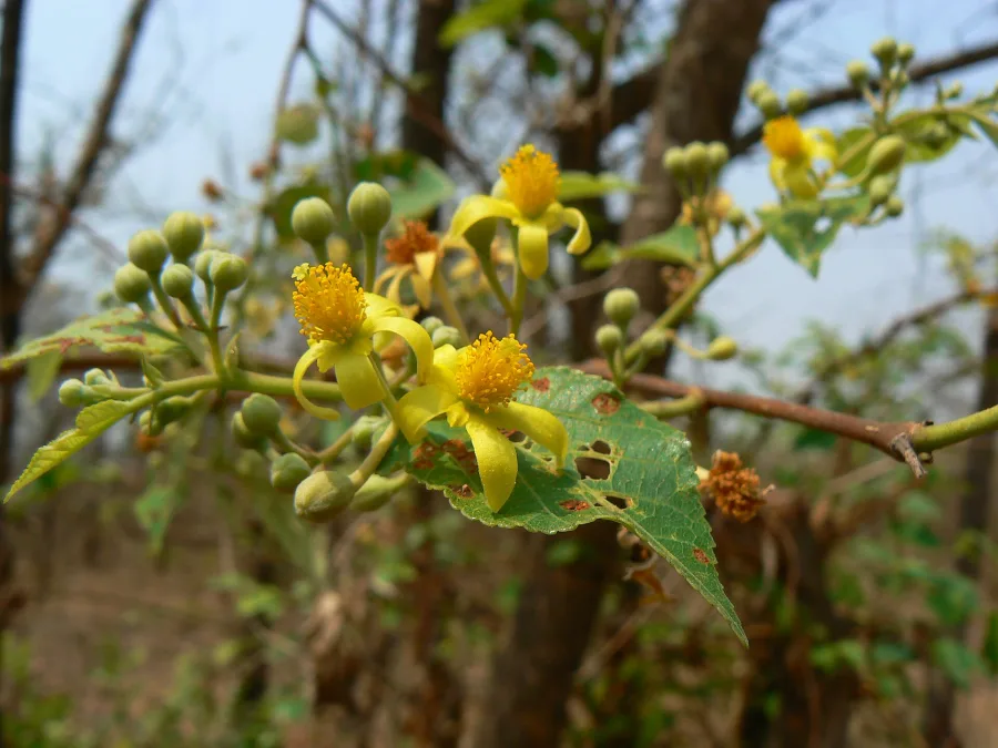Falsa (Grewia asiatica) — fruit
