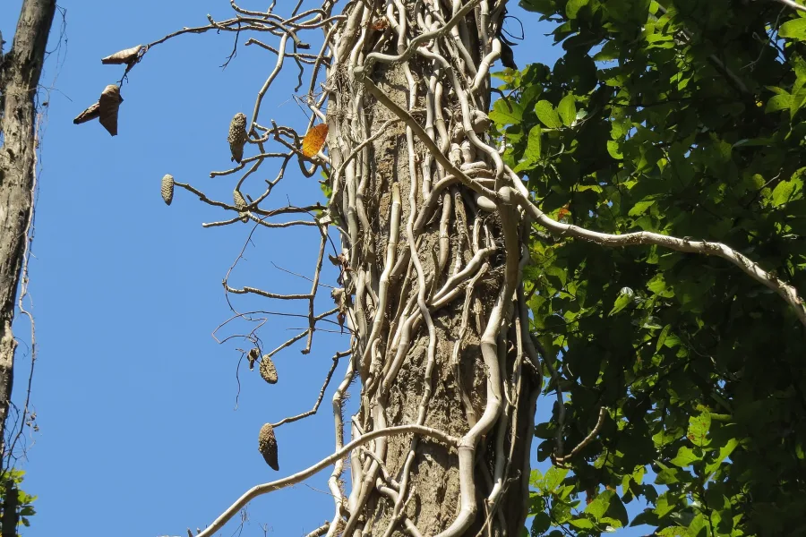 Gaj Pipal (Scindapsus officinalis) — fruit