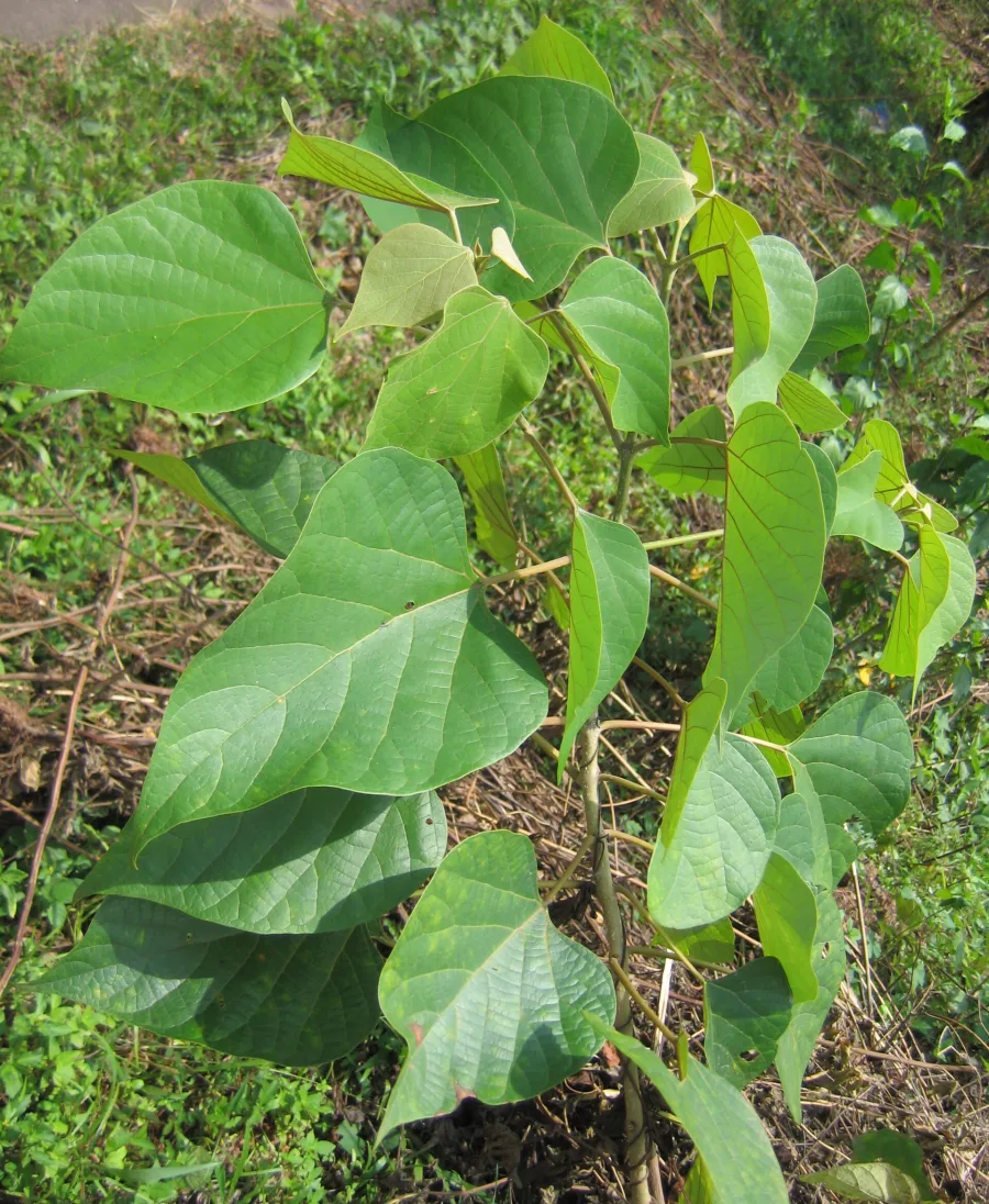 Gambhari (Gmelina arborea) — root