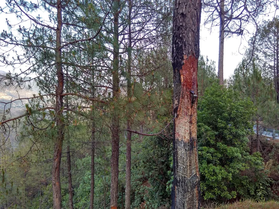 Gandaviroja (Pinus longifolia) — resin