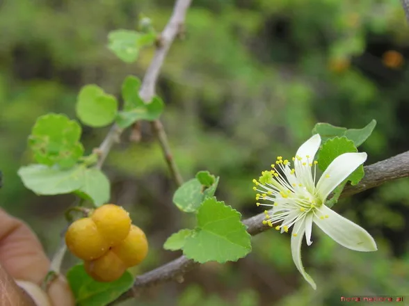 Gangeran (Grewia tenax) — fruit
