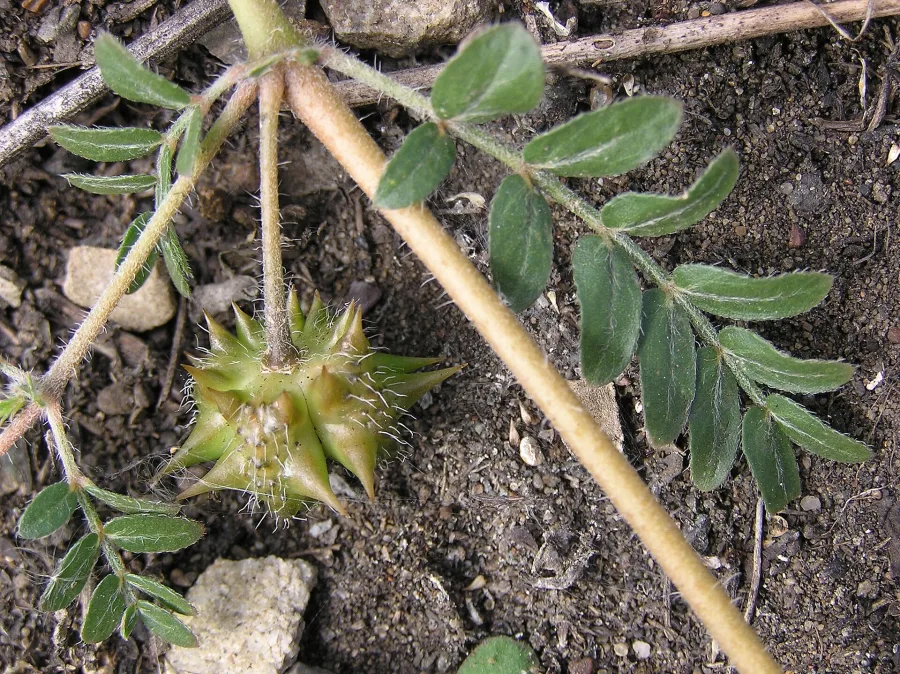 Gokshura (Tribulus terrestris) — fruit