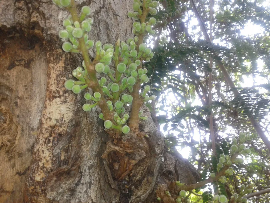 Gular (Ficus glomerata) — stem bark