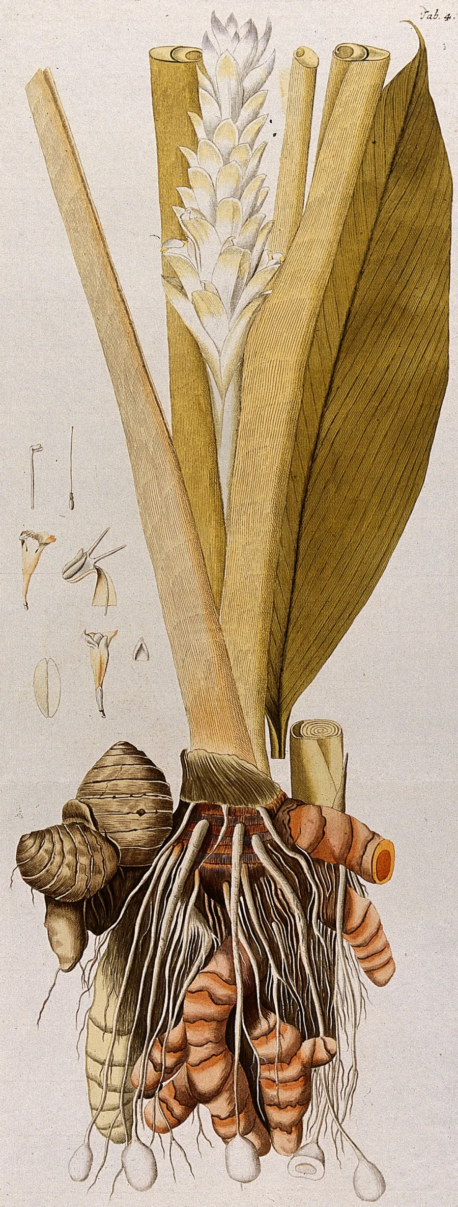 Haridra (Curcuma longa) — rhizome