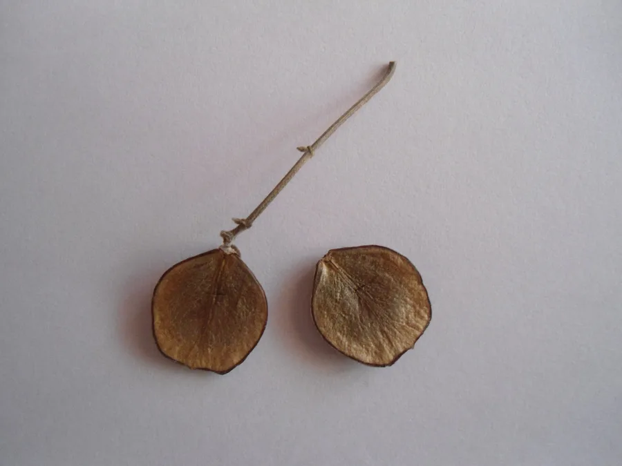 Harshingar (Nyctanthes arbor-tristis) — seed