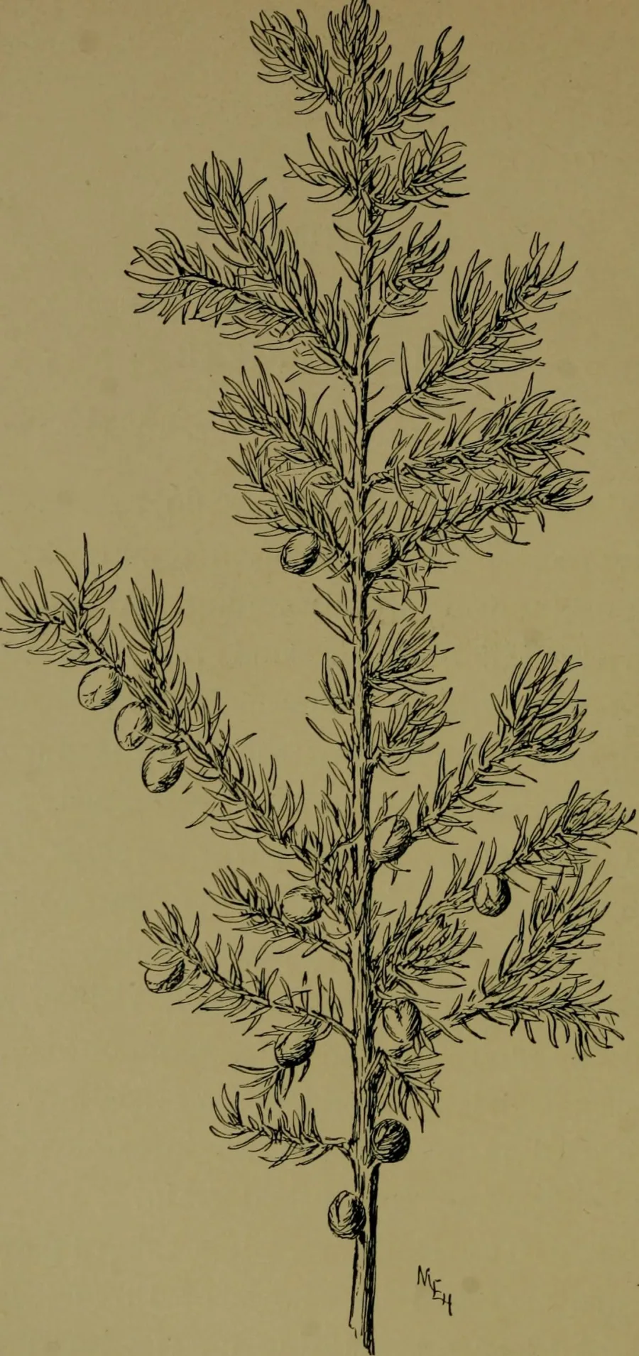 Hauber (Juniperus communis) — fruit