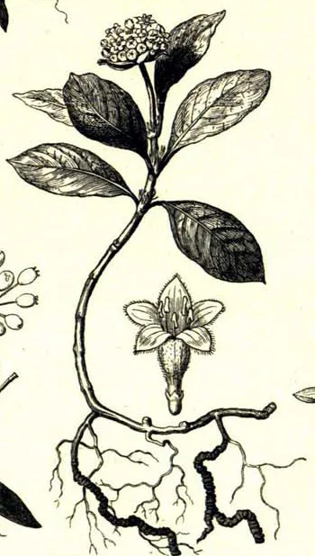 Indrayan (Citrullus colocynthis) — root