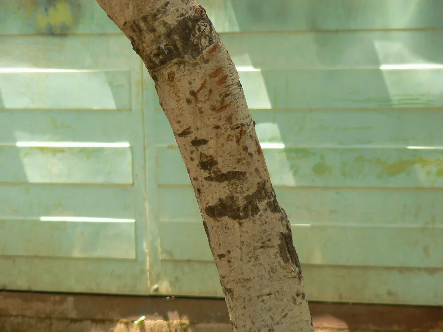 Irimeda (Acacia leucophloea) — bark