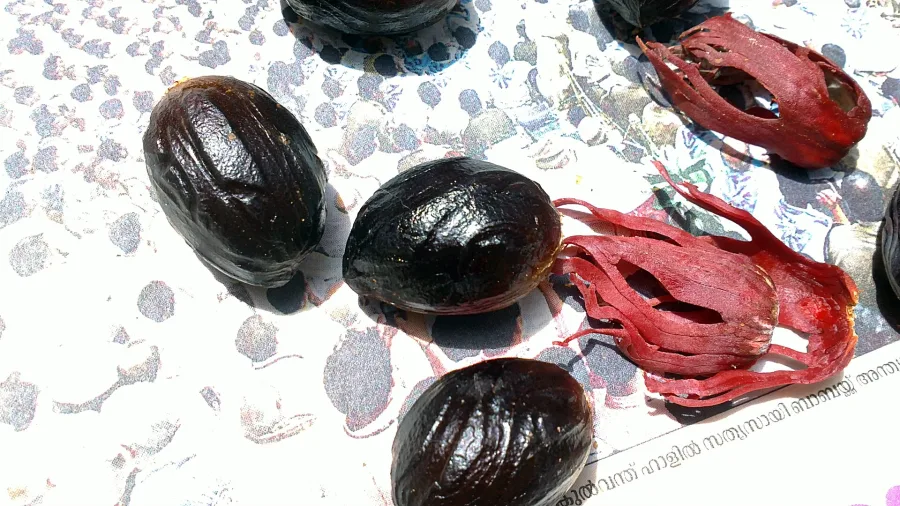 Jaiphal (Myristica fragrans) — seed