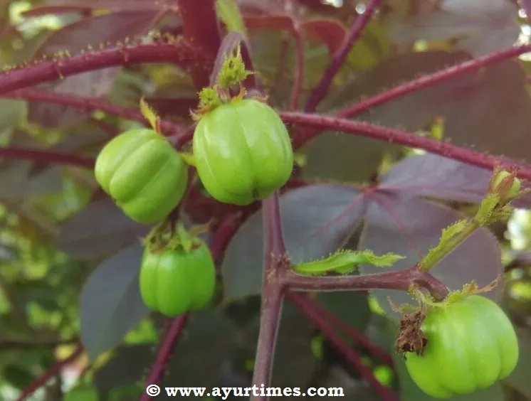 Jarpal (Croton tiglium) — root