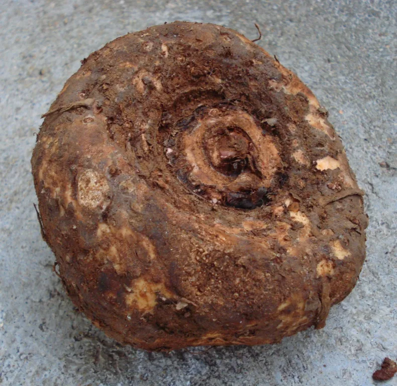 Jimi (Amorphophallus paeoniifolius) — tuber