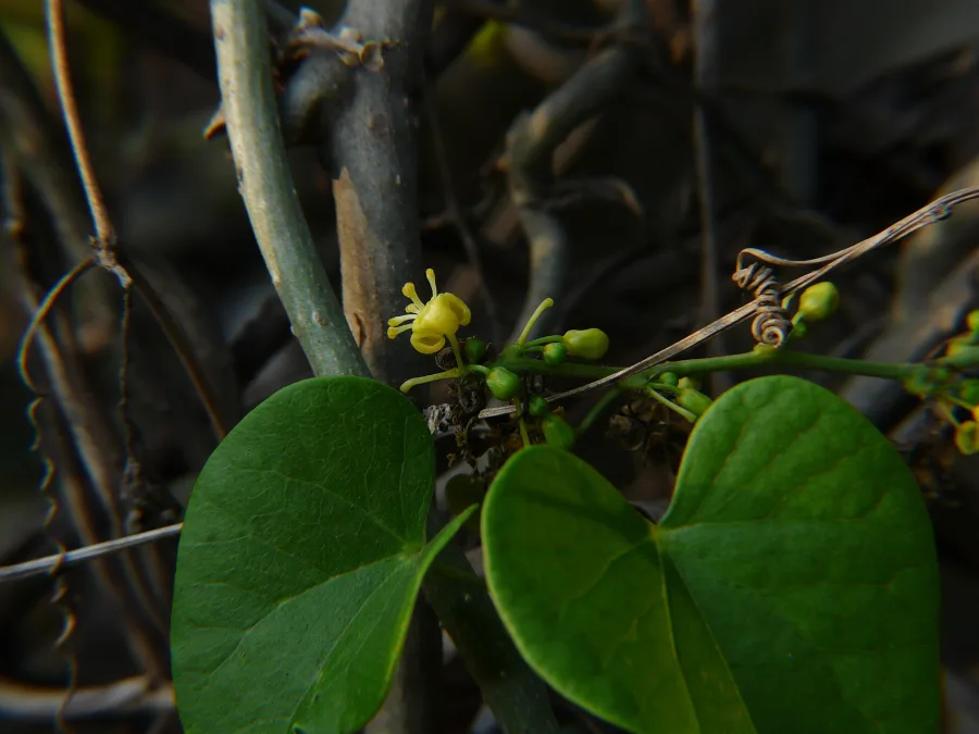 Jivanti (Leptadenia reticulata) — leaf