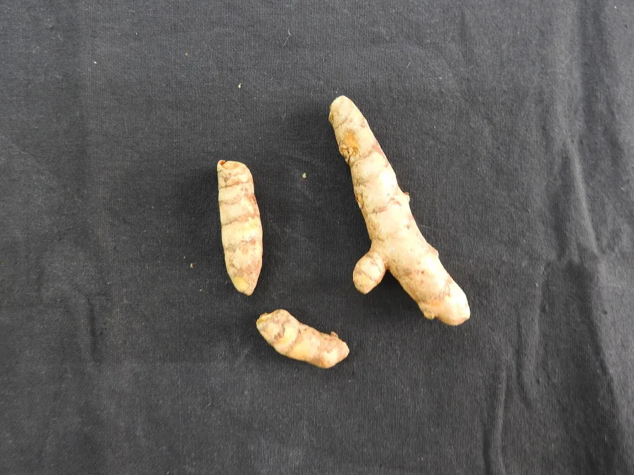 Kachoor (Curcuma zedoaria) — rhizome