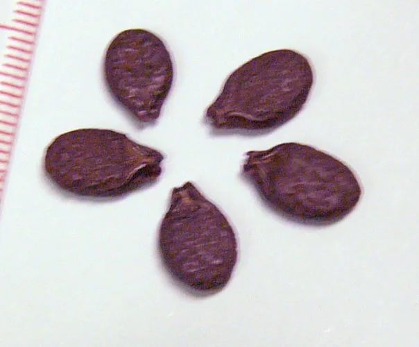 Kadvi Torai (Luffa acutangula) — seed
