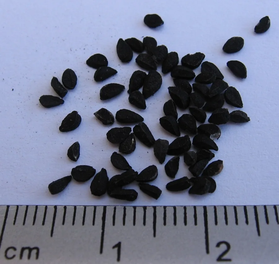 Kalunji (Nigella sativa) — seed