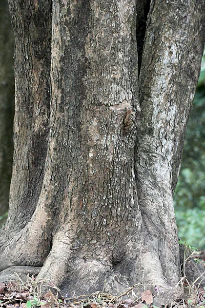 Kanchanara (Bauhinia variegata) — bark