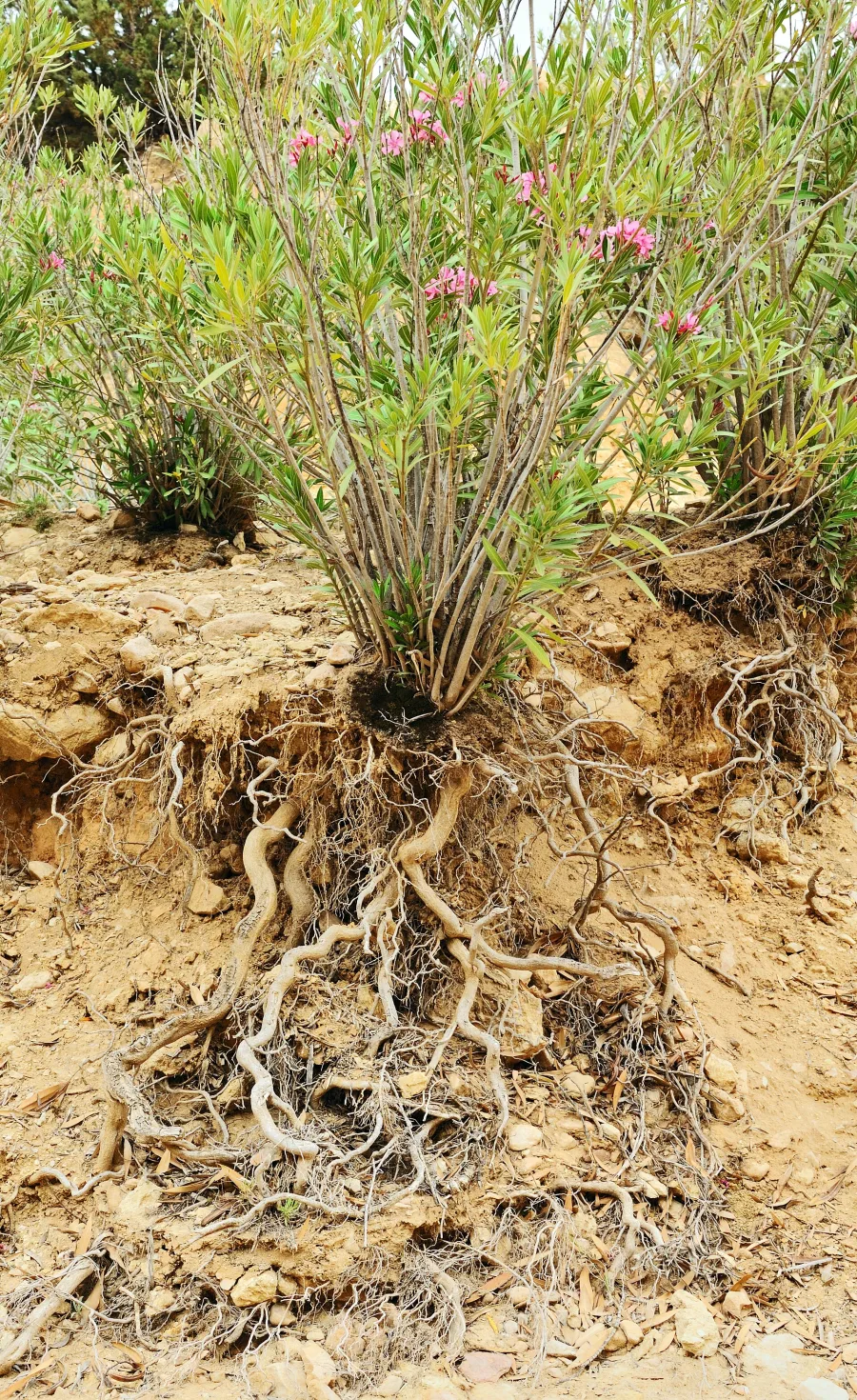 Kaner ki (Nerium odorum) — root