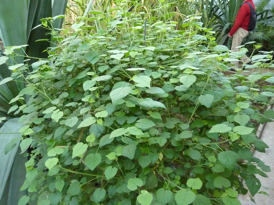 Kanghi (Abutilon indicum) — whole plant