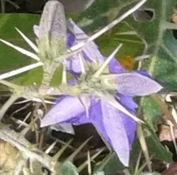 Kantakari (Solanum virginianum) — whole plant