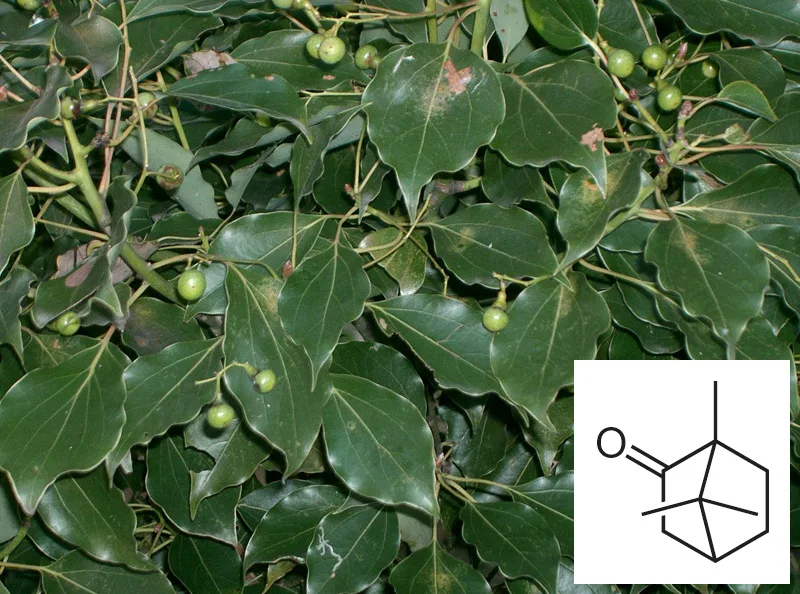 Karpura (Cinnamomum camphora) — crystalline distillate