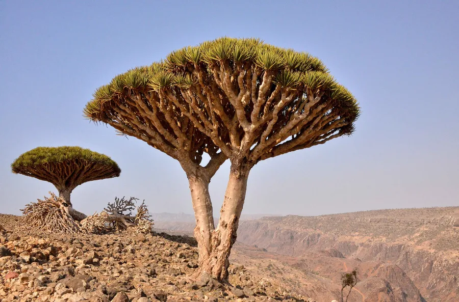 Khun Kharba (Dracaena cinnabari) — resin