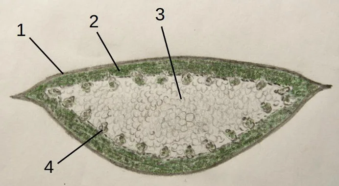 Kumari (Aloe vera) — leaf