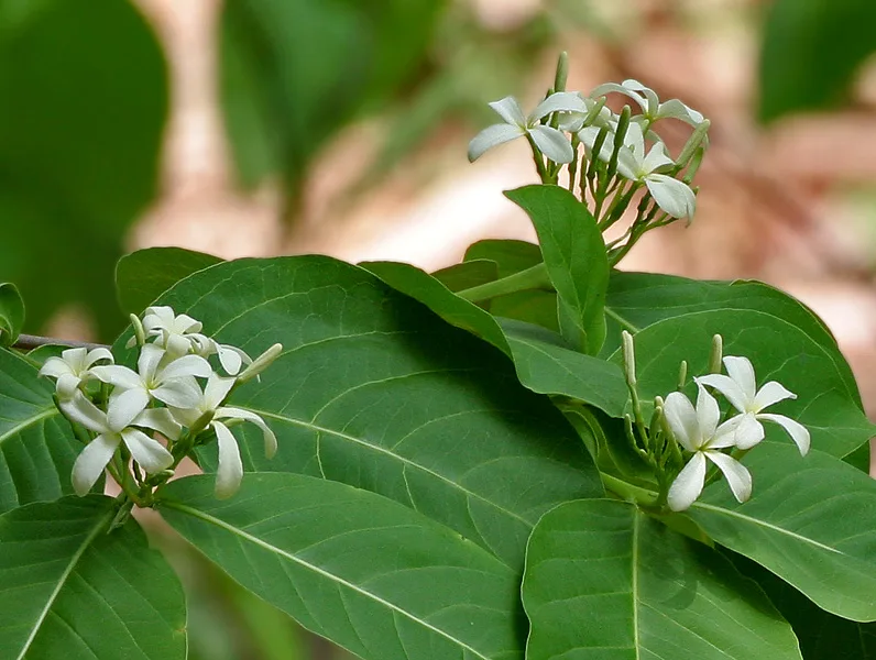 Kutaja (Holarrhena antidysenterica) — bark