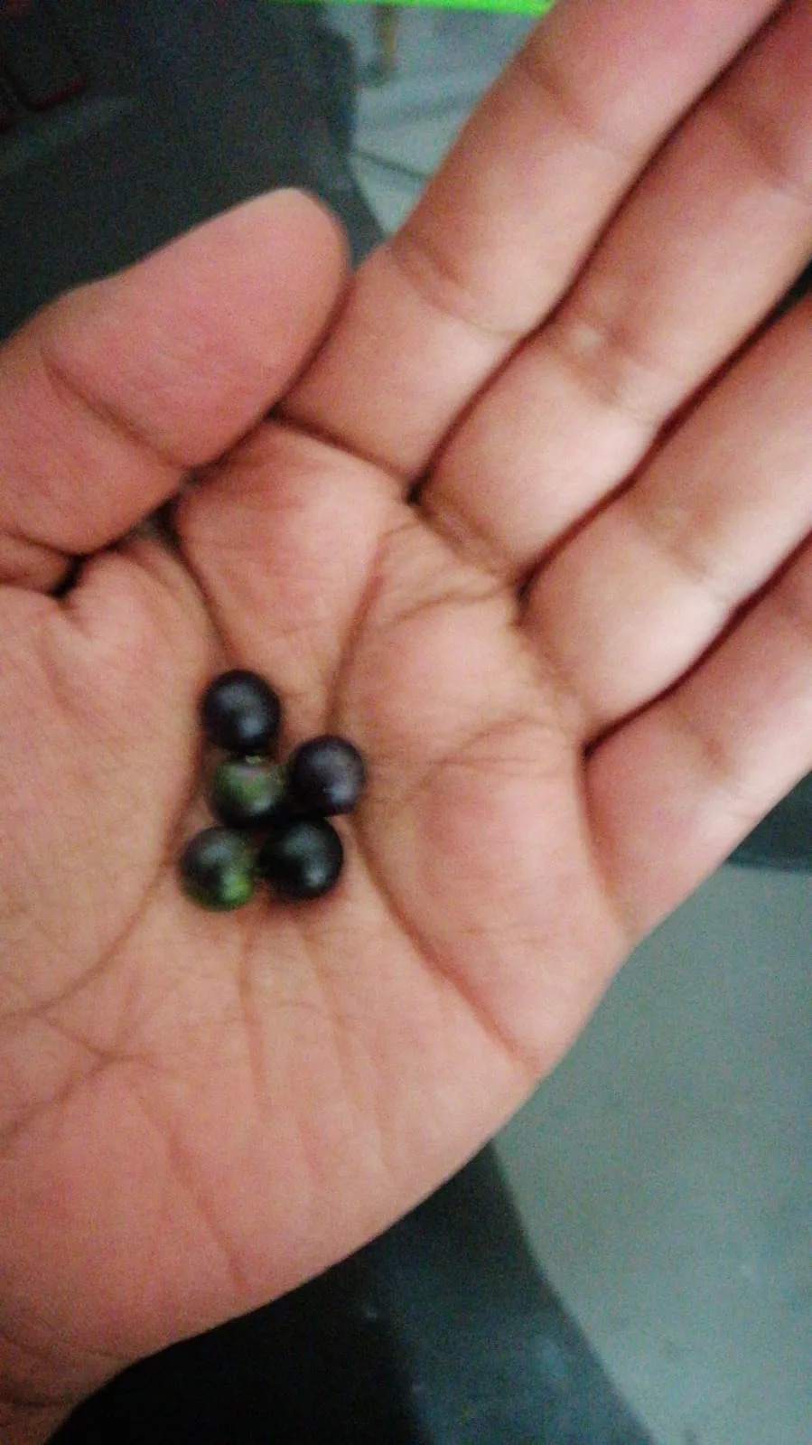 Makoy (Solanum nigrum) — fruit
