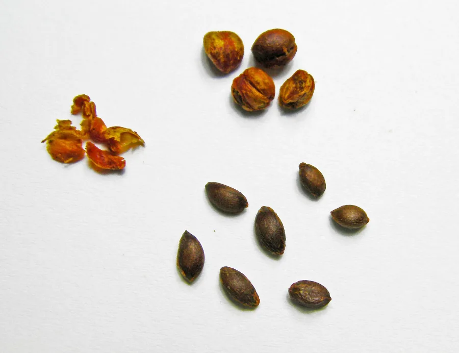 Malkagani (Celastrus paniculatus) — seed