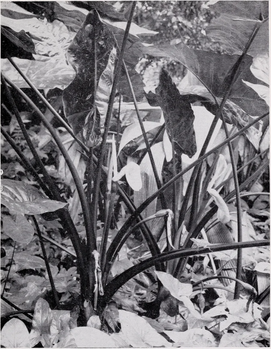 Manakand (Alocasia indica) — rhizome