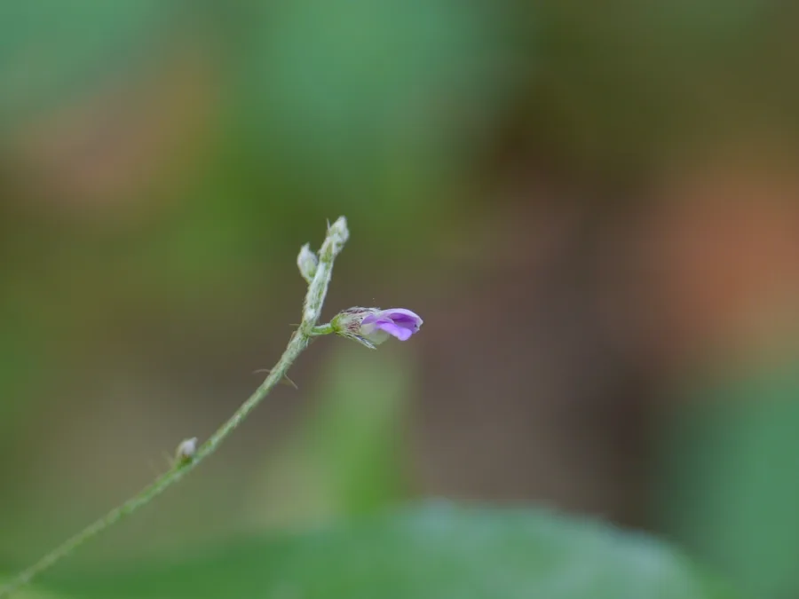 Mashparni (Teramnus labialis) — whole plant