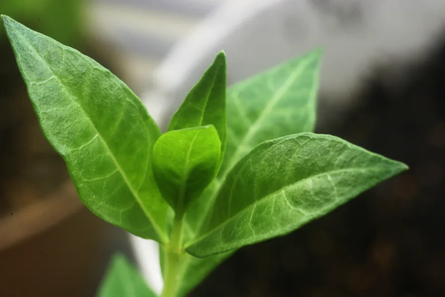 Mehndi (Lawsonia inermis) — leaf