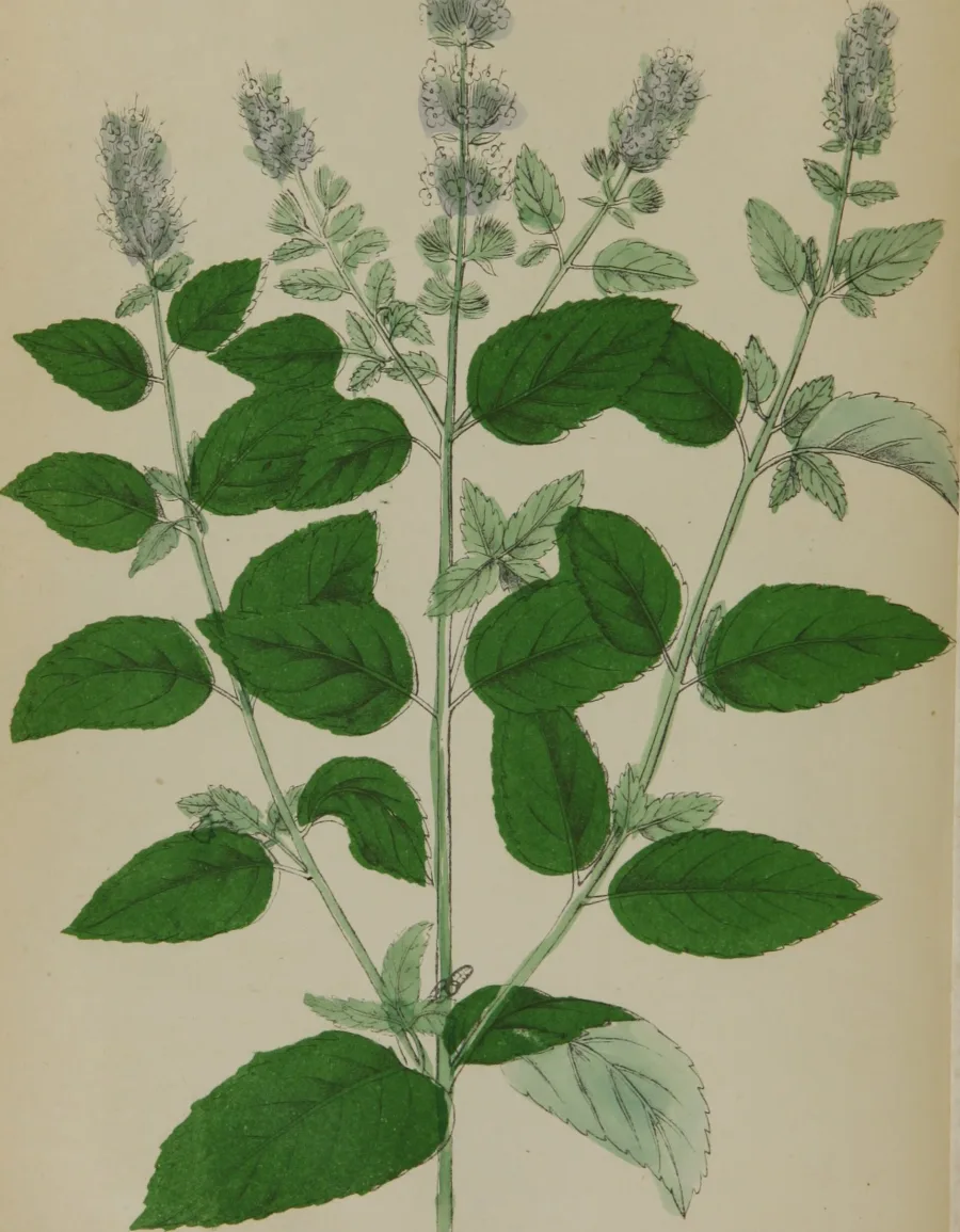 Menthol (Mentha piperita) — extract