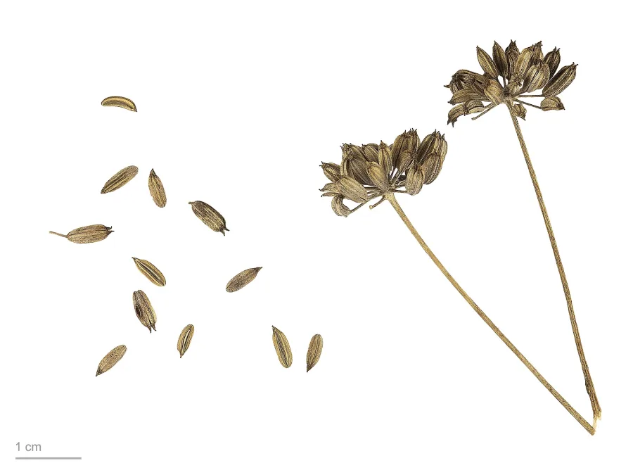 Mishreya (Foeniculum vulgare) — fruit