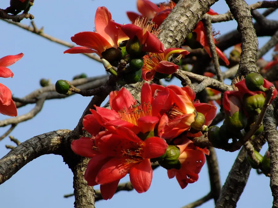 Mochras (Bombax ceiba) — exudate