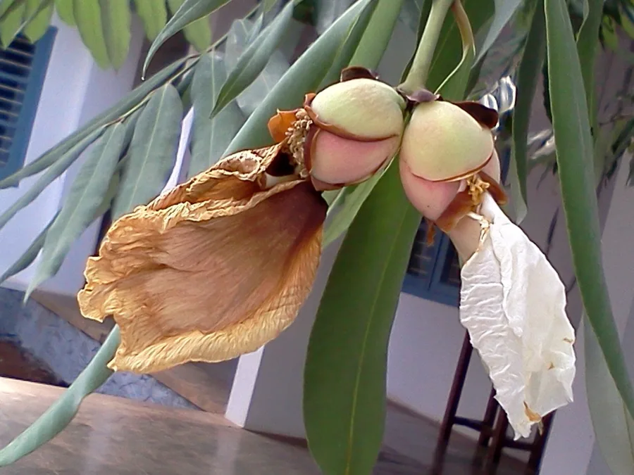 Nagkesar (Mesua ferrea) — flower