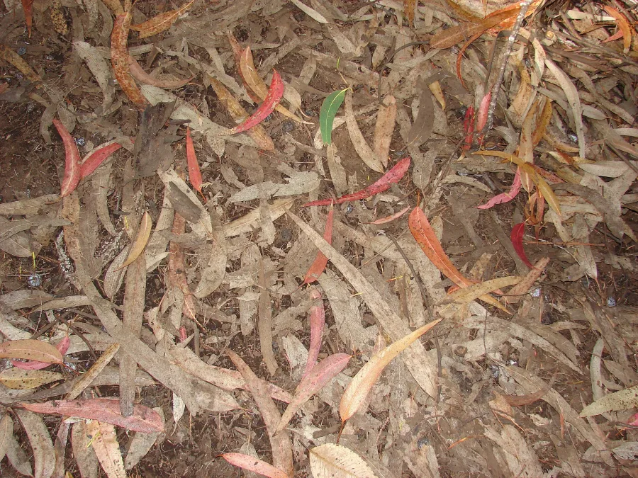 Nilgiri (Eucalyptus globulus) — leaf