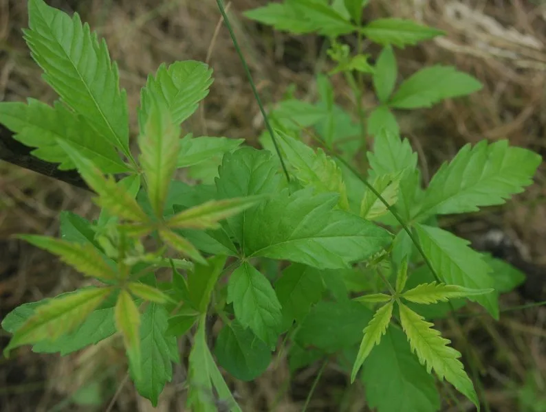 Nirgundi (Vitex negundo) — leaf