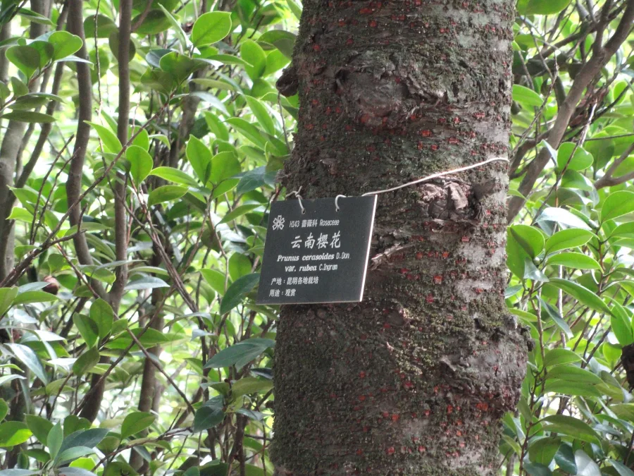 Padhmakh (Prunus cerasoides) — heartwood